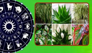 कुन राशिका व्यक्तिले कस्तो विरुवा रोप्दा चम्किन्छ भाग्य ?