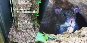 एटीएम’मा राखेको १२ लाख रुपैयाँ मुसाले काटेर धुजा-धुजा बनाएपछि…