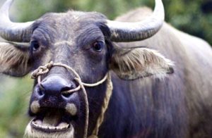 आफैले पालेको राँगोले हान्दा मृत्यु