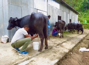 काम सानो हुदैन,स्नातक उत्तीर्ण युवकले भैँसीपालनबाट लाखौ आम्दानी गर्दै