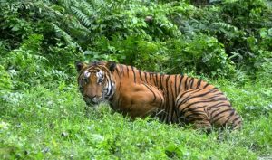 बर्दियामा बाघको आक्रमणबाट महिलाको मृत्यु