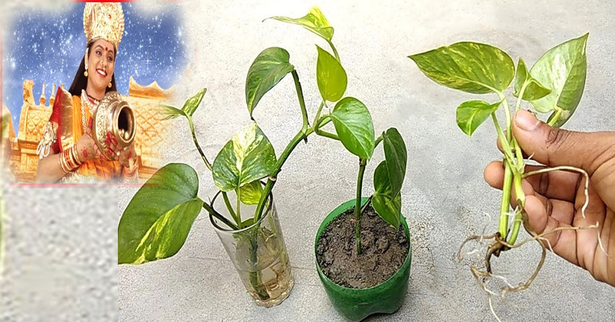 शुक्रबार मनीप्लान्टमा यो विशेष चीज बाँध्नुहोस्, खुल्नेछन् सबै आर्थिक बाटो, हुनेछ धनको वर्षा