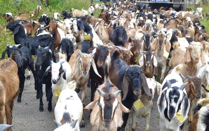 दशैको लागि यसरी राम्रो खसी छान्नुहोस