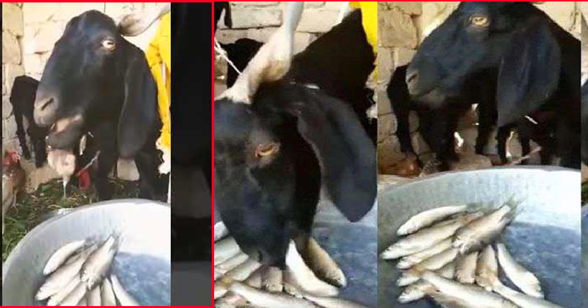 यो बाख्राले घाँस होईन, माछा खान्छ (भाइरल भिडियोसहित)