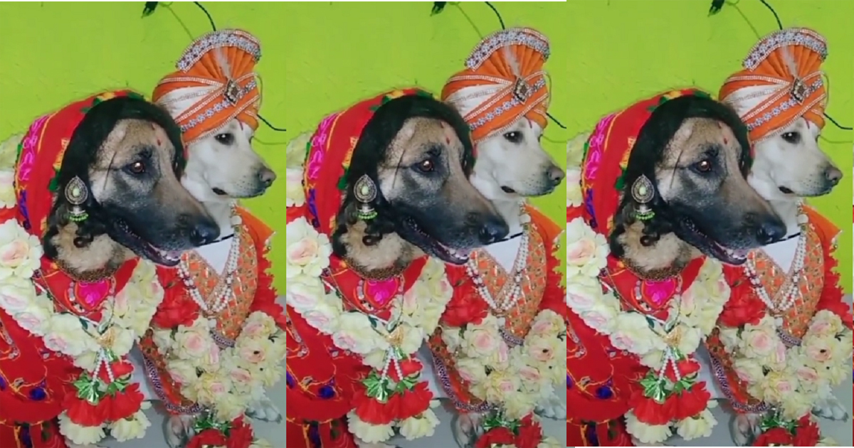 कुकुरहरुको धुमधाम संग विवाह भएकाे भिडियो भाइरल ( भिडियो )