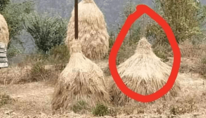 परपुरुषसँग परालको थुप्रोमा आ’पत्तिजनक अवस्थामा फेला, त्यसपछी…