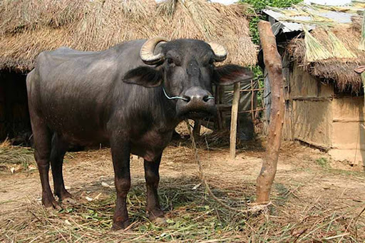 बिरामी परेको भैंसीको मासुले गाउँ नै आ’तंकित