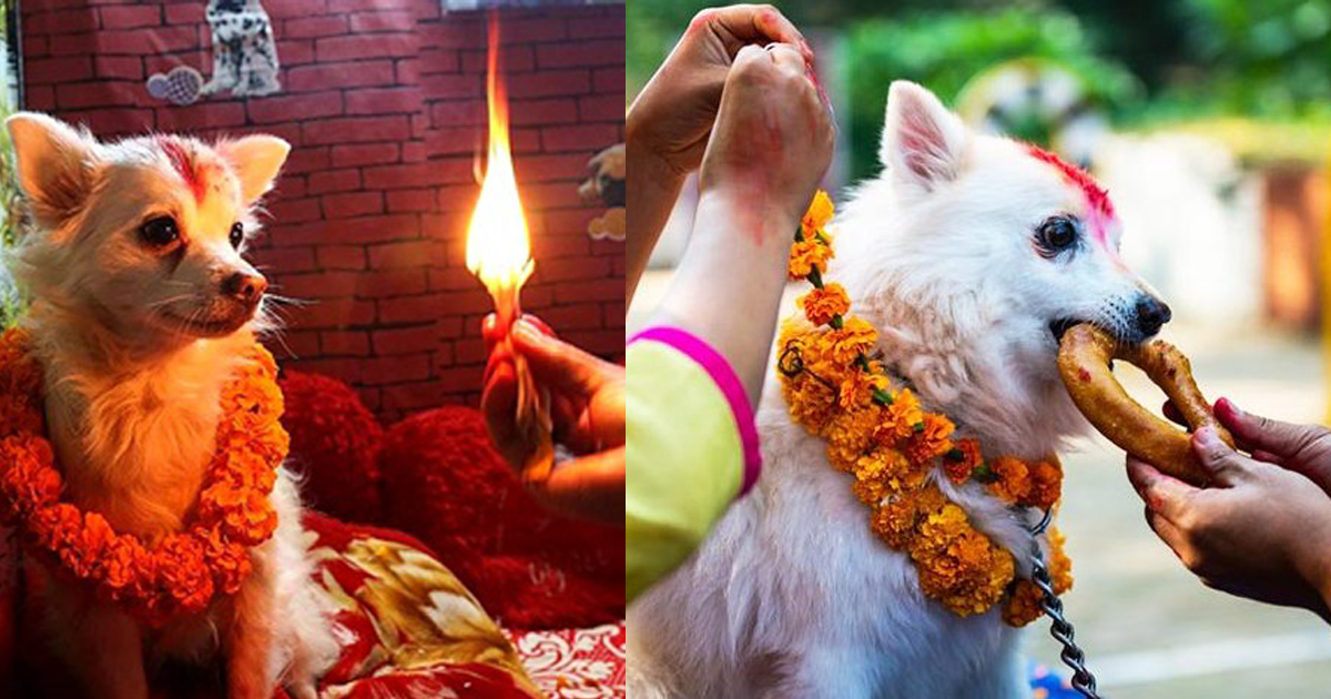 आज कुकुर तिहार मनाइँदै