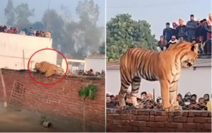 गाउँको बिचमा आएर निर्धक्क बस्यो बाघ, फोटो र भिडियो बनाउन झुम्मिए गाउँले (भिडियो सहित)