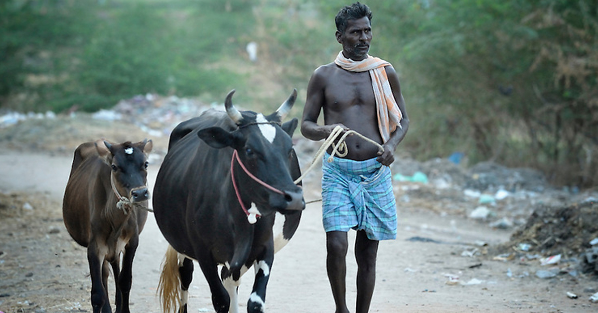 गाईले दुध नदिएको भन्दै प्रहरीमा गाईविरुद्ध उजुरी गरेपछि
